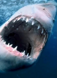 《吴邪的私家笔记》免费观看